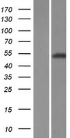 TRIM72 Human Over-expression Lysates NM_001008274