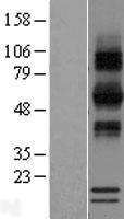 ls493901 rnase12 human over expression lysates nm 001024822 wb testing 1