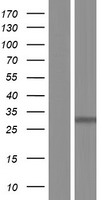 ls493911 phospho2 human over expression lysates nm 001008489 wb testing 1
