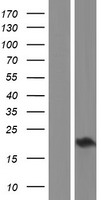 ls494143 chac2 human over expression lysates nm 001008708 wb testing 1