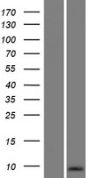 ls494197 spanxn5 human over expression lysates nm 001009616 wb testing 1