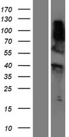 ls494470 rnf165 human over expression lysates nm 152470 wb testing 1