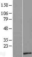 ls494514 c18orf56 tymsos human over expression lysates nm 001012716 wb testing 1