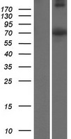 ls494551 wee2 human over expression lysates nm 001105558 wb testing 1