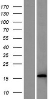 ls497189 tifab human over expression lysates nm 001099221 wb testing 1