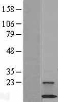 C18orf32 Human Over-expression Lysates NM_001035005
