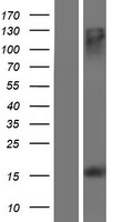ls503497 ms4a13 human over expression lysates nm 001012417 wb testing 1