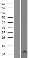 ls503614 defb107b human over expression lysates nm 001040705 wb testing 1