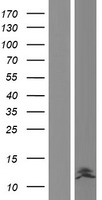 ls503618 defb104b human over expression lysates nm 001040702 wb testing 1