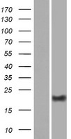 DPRX Human Over-expression Lysates NM_001012728