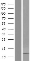 ls503841 defb106b human over expression lysates nm 001040704 wb testing 1