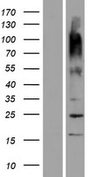 ls504191 or9g9 human over expression lysates nm 001013358 wb testing 1