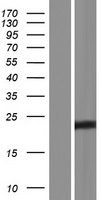 ls541465 ct45a6 human over expression lysates nm 001017438 wb testing 1