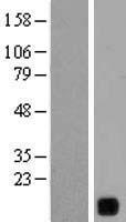 ls541469 loc541469 human over expression lysates nm 001013617 wb testing 1
