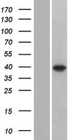 ls541565 c8orf58 human over expression lysates nm 001013842 wb testing 3