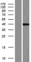 ls541565 c8orf58 human over expression lysates nm 001198827 wb testing 2