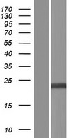 ls541578 eola2 human over expression lysates nm 001013845 wb testing 1