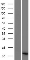 ls542767 pcoth human over expression lysates nm 001135816 wb testing 1