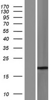 ls548313 ssx4 ssx4b human over expression lysates nm 001040612 wb testing 1