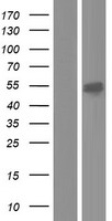 CKMT1A Human Over-expression Lysates NM_001015001