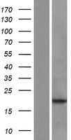 POLR2J2 (POLR2J3) Human Over-expression Lysates NM_001097615