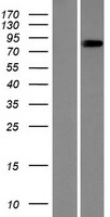 ls550631 ccdc157 human over expression lysates nm 001017437 wb testing 1