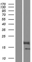 BOLA2 Human Over-expression Lysates NM_001031827
