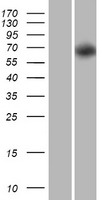 ls553158 prr5 arhgap8 human over expression lysates nm 181334 wb testing 1
