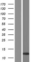 ls574016 cllu1 as1 human over expression lysates nm 001025232 wb testing 1