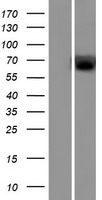 ls574537 ugt2a2 human over expression lysates nm 001105677 wb testing 1