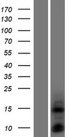 ls613209 defb135 human over expression lysates nm 001033017 wb testing 1