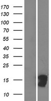ls613212 ctxn3 human over expression lysates nm 001127385 wb testing 2