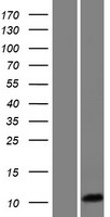 ls613227 higd1c human over expression lysates nm 001109619 wb testing 1