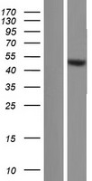 ls642446 trim64b human over expression lysates nm 001164397 wb testing 1