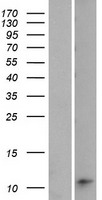 ls642587 mir205hg human over expression lysates nm 001104548 wb testing 1
