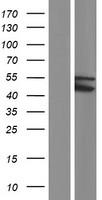 TRIM49C Human Over-expression Lysates NM_001195234