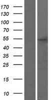 UBTFL1 Human Over-expression Lysates NM_001143975