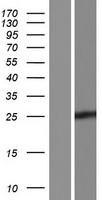 CPSF4L Human Over-expression Lysates NM_001129885