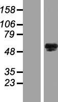 ls642938 insyn2a human over expression lysates nm 001039762 wb testing 1