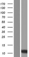 SMIM5 Human Over-expression Lysates NM_001162995