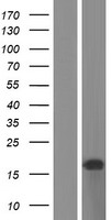 C11orf97 Human Over-expression Lysates NM_001190462