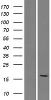 SMIM15 Human Over-expression Lysates NM_001048249