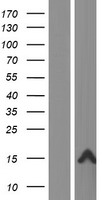 FAM25A Human Over-expression Lysates NM_001146157