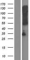 ls643236 tmem72 human over expression lysates nm 001123376 wb testing 1