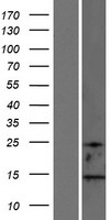 ls643246 map1lc3b2 human over expression lysates nm 001085481 wb testing 1