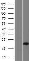 C15orf62 Human Over-expression Lysates NM_001130448