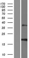 ls643596 rnf224 human over expression lysates nm 001190228 wb testing 1