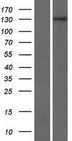 ls643641 znf862 human over expression lysates nm 001099220 wb testing 1