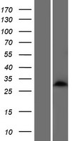 KRTAP24-1 Human Over-expression Lysates NM_001085455