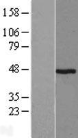 Pepsin (PGA4) Human Over-expression Lysates NM_001079808